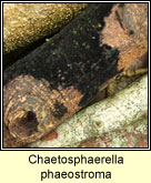 Chaetosphaerella phaeostroma