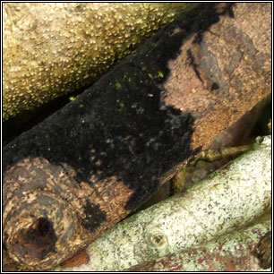 Chaetosphaerella phaeostroma