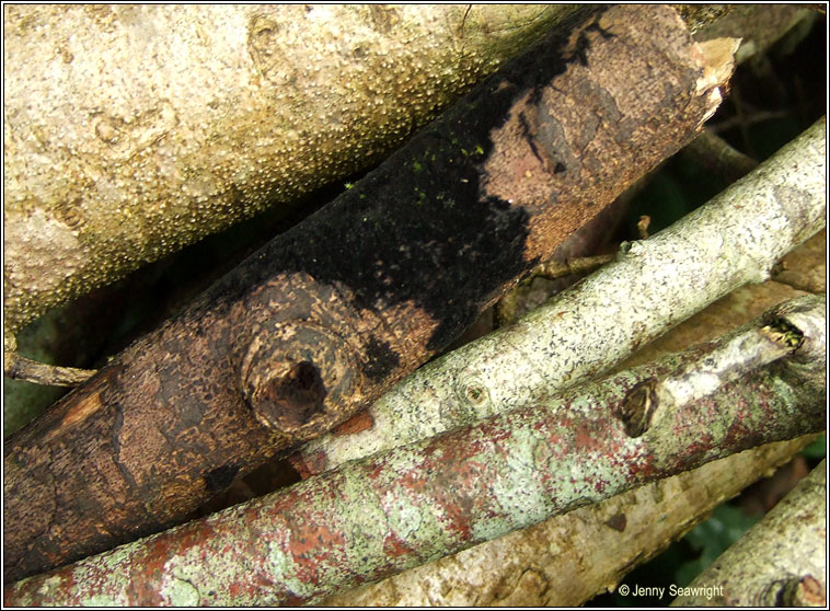 Chaetosphaerella phaeostroma