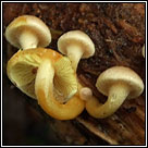 Hypholoma fasciculare, Sulphur tuft