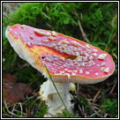 Amanita muscaria, Fly Agaric