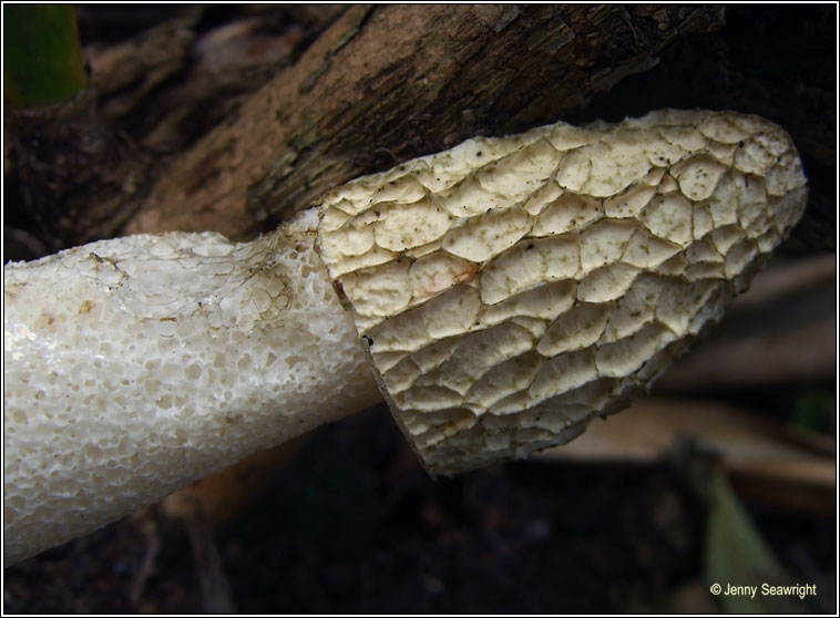 Phallus impudicus, Stinkhorn