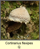 Cortinarius