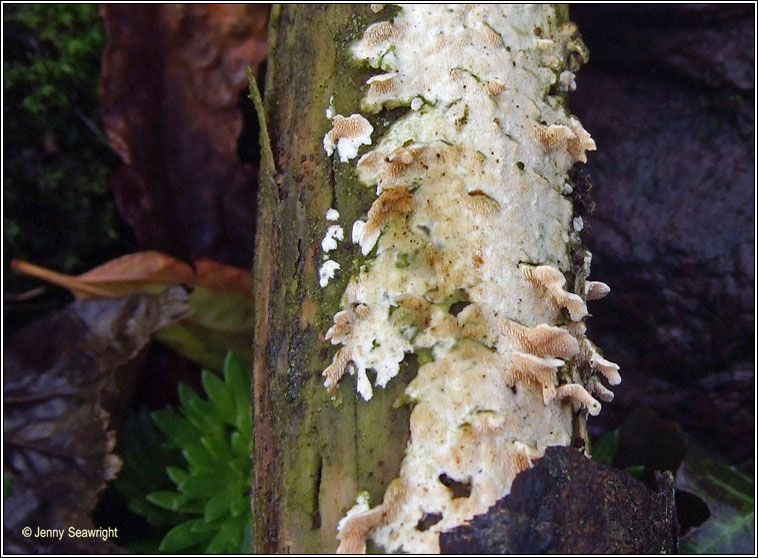 Steccherinum ochraceum