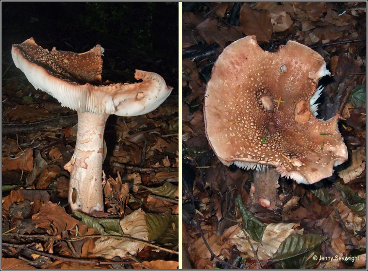 Amanita rubescens, The Blusher