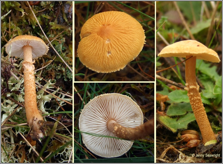 Cystoderma amianthinum, Earthy powdercap