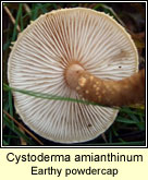 Cystoderma amianthinum, Earthy powdercap