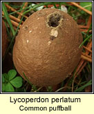 Lycoperdon perlatum, Common puffball