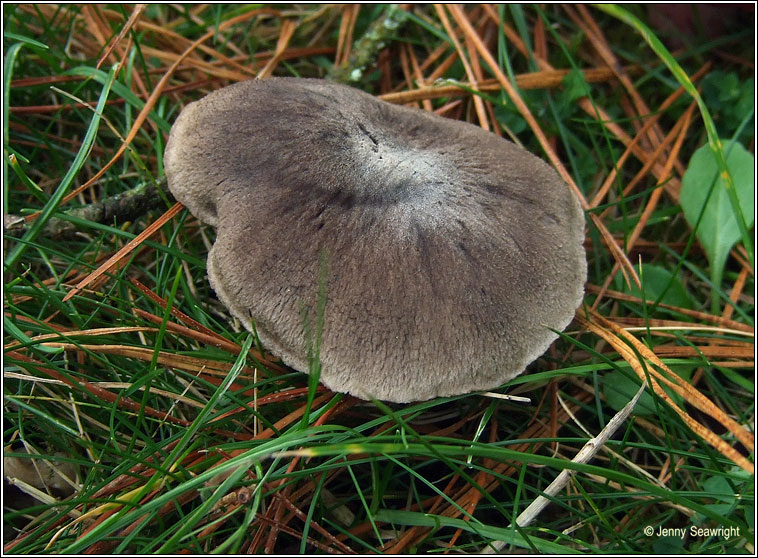 Tricholoma terreum, Grey knight