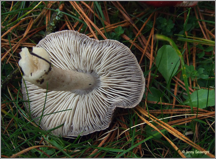 Tricholoma terreum, Grey knight