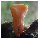 Macrotyphula fistulosa var contorta, Pipe club var contorta