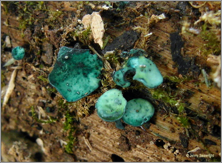 Chlorociboria aeruginascens, Green elfcup