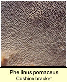 Phellinus pomaceus, Cushion bracket