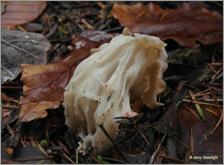 Helvella crispa, White saddle