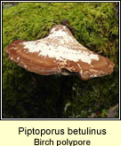 Helvella crispa, White saddle