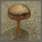 Psathyrella ammophila