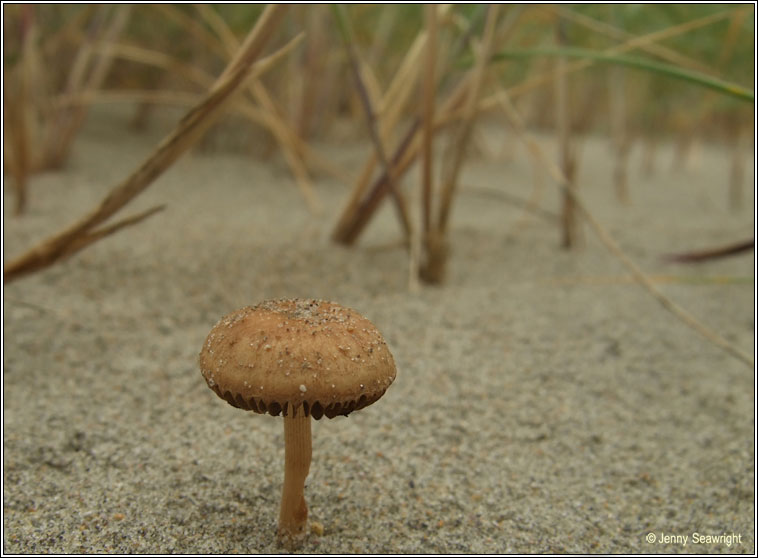 Psathyrella ammophila