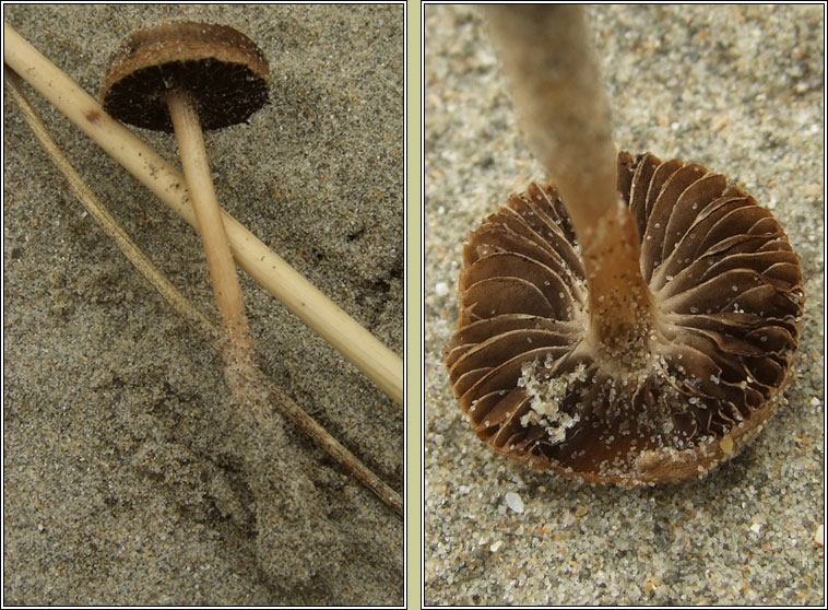 Psathyrella ammophila