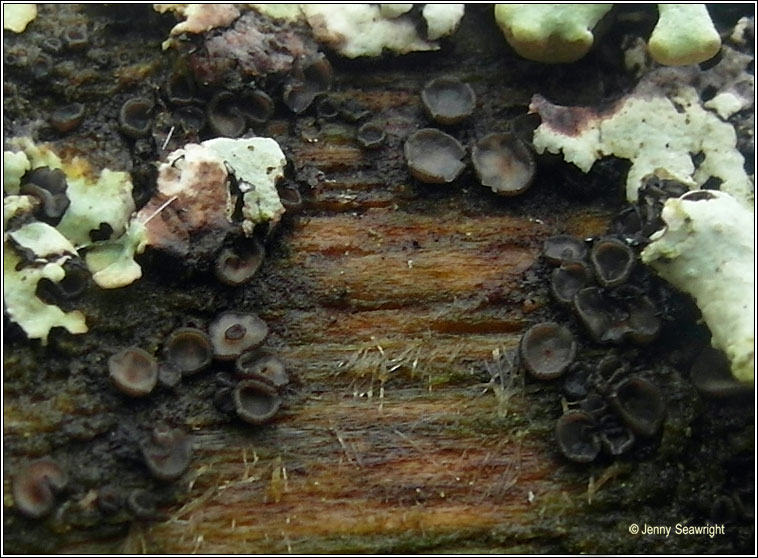 Mollisia lividofusca