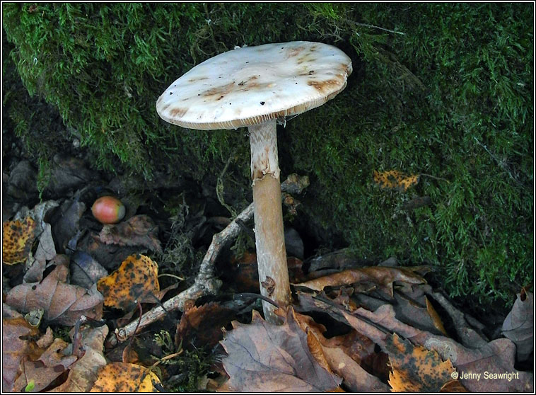 False Deathcap, Amanita citrina