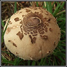 Shaggy Parasol, Chlorophyllum rhacodes