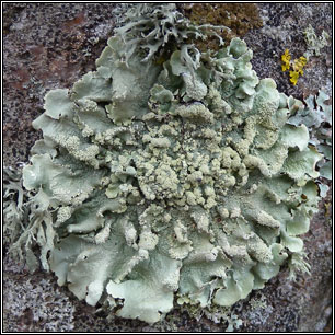 Flavoparmelia caperata