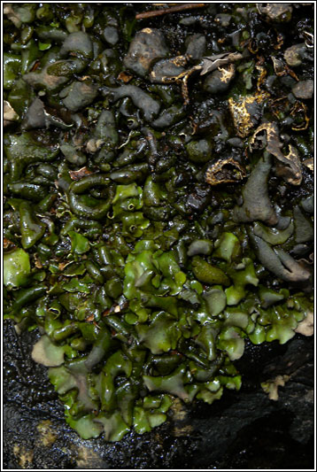 Dermatocarpon luridum