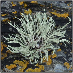 Ramalina siliquosa, Sea Ivory