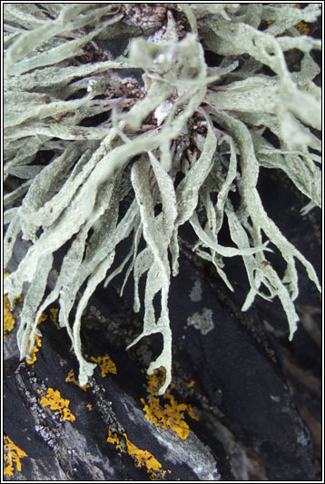 Ramalina siliquosa