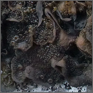 Lathagrium auriforme, Collema auriforme