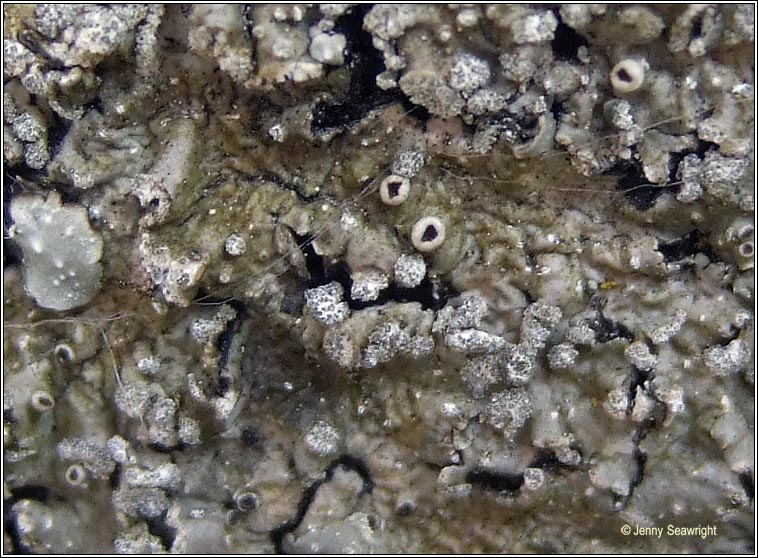 Punctelia subrudecta, fertile