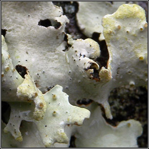 Hypotrachyna revoluta sens str