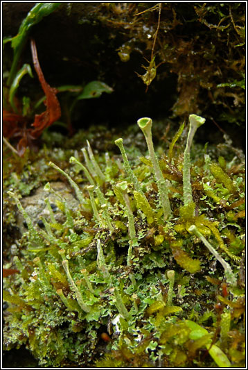Cladonia ochrochlora