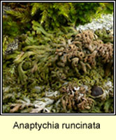 Anaptychia runcinata
