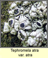 Tephromela atra var atra