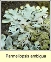 Parmeliopsis ambigua