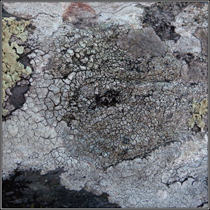 Myriolecis actophila, Lecanora actophila