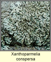 Xanthoparmelia conspersa