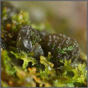 Leptogium brebissonii