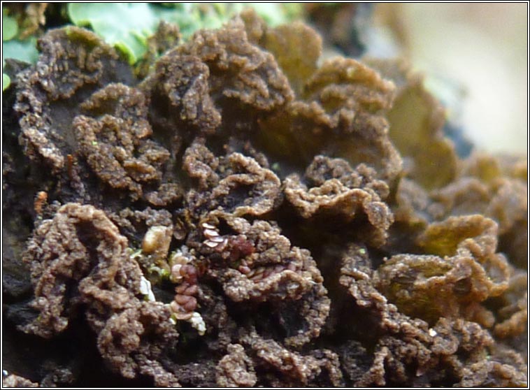 Leptogium brebissonii