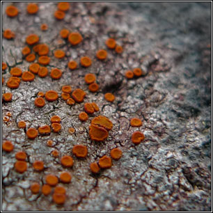 Blastenia crenularia, Caloplaca crenularia