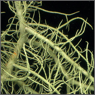 Usnea subfloridana 