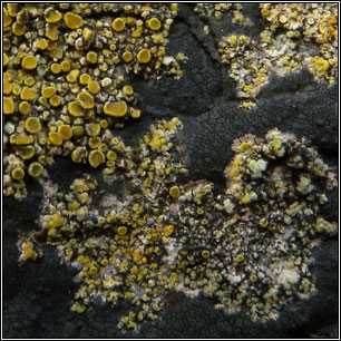 Flavoplaca maritima, Caloplaca maritima