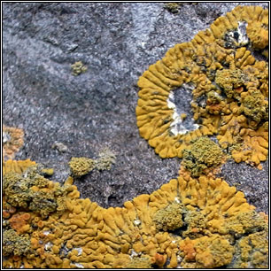 Polycauliona verruculifera, Caloplaca verruculifera