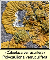 Polycauliona verruculifera, Caloplaca verruculifera