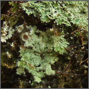 Lepraria finkii, Lepraria lobificans