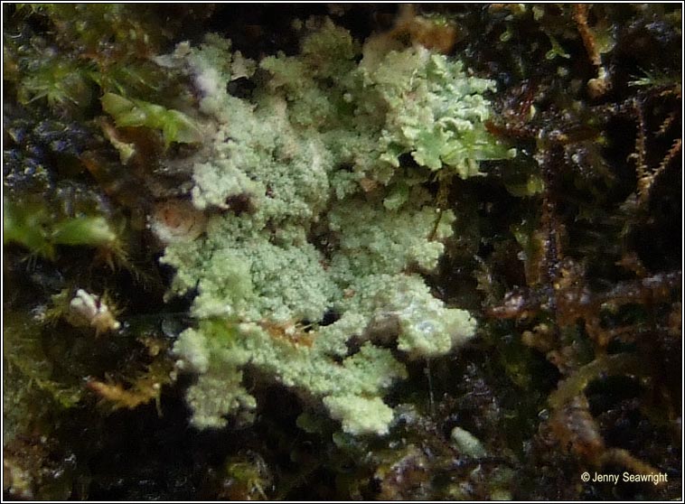 Lepraria finkii, Lepraria lobificans