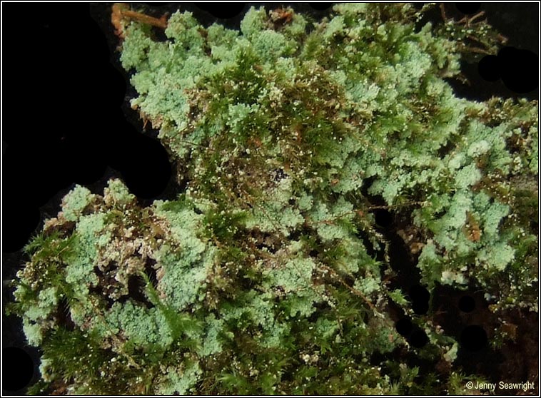 Lepraria finkii, Lepraria lobificans