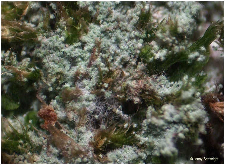 Lepraria finkii, Lepraria lobificans