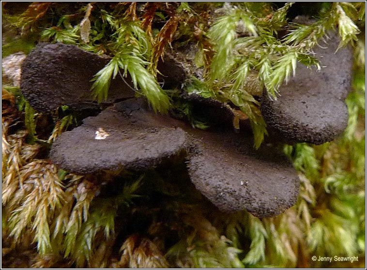 Sticta fuliginosa (fertile)